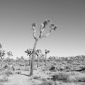 De la Californie à l'Arizona : un paysage désertique et lunaire.