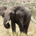 La Tanzanie : immersion dans le parc national du Tarangire