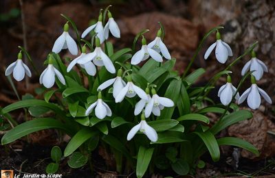 Les perce-neige, signes avant coureurs du printemps