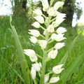 Cephalantera Longifolia - Céphalantère à Longues Feuilles