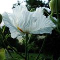 Romneya coulteri