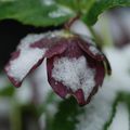 Hellébores sous la neige