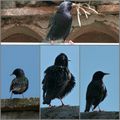 LES OISEAUX VUS A MALRAS DANS L'AUDE