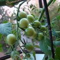 Tomates bio du balcon: épisode 1