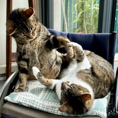 La lèt' de Counille au Père-Noël