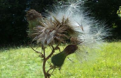 Peut-on faire de belles photos avec un téléphone portable ?