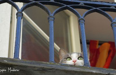 Französische Katze...