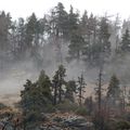 Photos du jour en forêt des Sauvas ( Hautes Alpes)