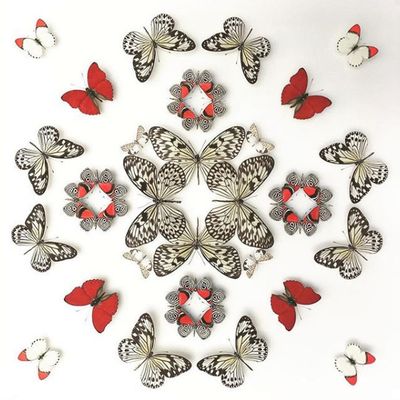 Axelle Rasquain : créatrice de tableaux entomologiques