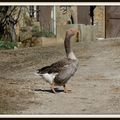 Foie gras potentiel crâneur