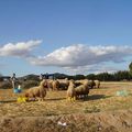 Les moutons envahissent Hammamet ...