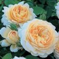 les roses - la star des mariages  -   The rose, the star of weddings
