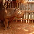 Le zoo tchèque de Dvůr Králové va transférer cinq rhinocéros noirs au Rwanda