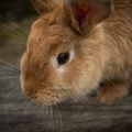 Sarthe : 200 000 lapins tués par… une antenne relais