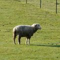 Les animaux dans nos prairies