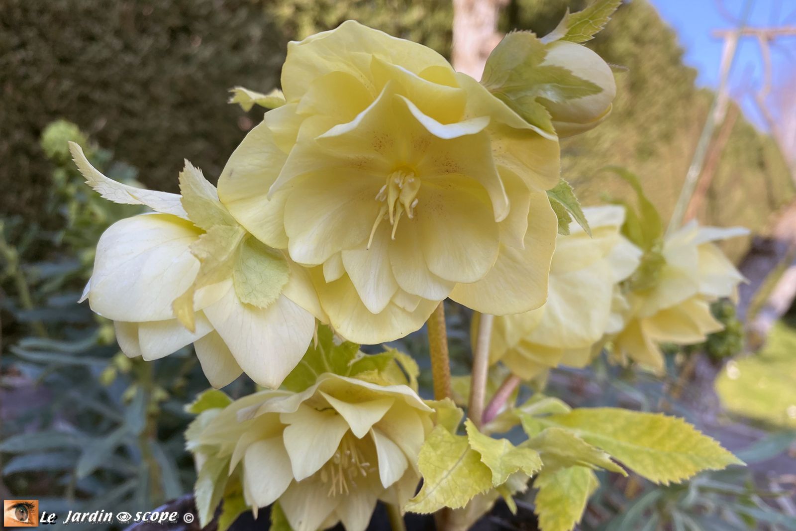 Hellébore hybride • Helleborus hybridus