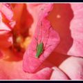 Tettigonia Viridissima -petite sauterelle verte sur la dernière rose du jardin -28-08-21