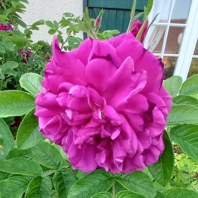 Roses Rugosa 