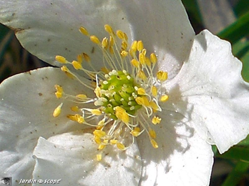 Anémone sylvie • Anemone nemorosa