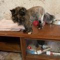 [GRIF' Abrite] Coupe "lion" pour chatte âgée : Grisabelle