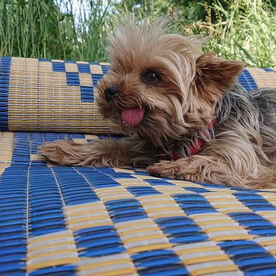 C'est toujours un Filou mais un Filou voyageur !