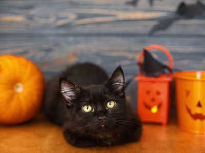 Le Chat d'Octobre de Luna