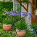 Pots Agapanthes