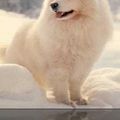 Le samoyede