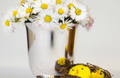 Pâquerettes de mon jardin