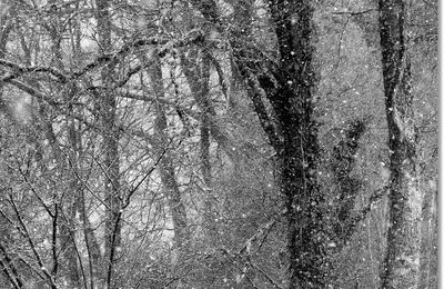 La forêt a pris le voile, Les arbres se