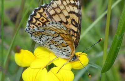 Collection de papillons, du fadet à la pudibonde