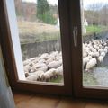 Des moutons sous la fenêtre