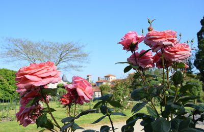 Retour sur les roses au parc du Thabor à Rennes le 25 mai 2023 (1)