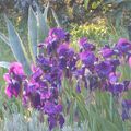 Les Iris de mon jardin.