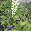 Cephalenthera longifolia