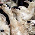 UN FOYER DE GRIPPE AVIAIRE DANS UNE BASSE-COUR D’AUBENTON.