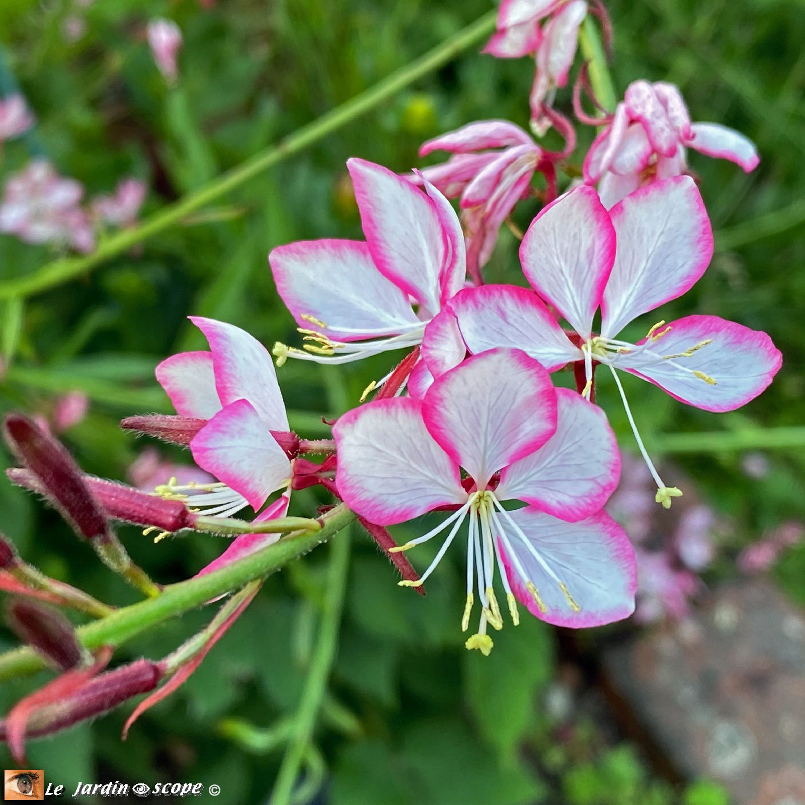 Gaura lindheimeri Rosy Jane