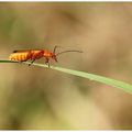 Cantharide fauve : Rhagonycha fulva