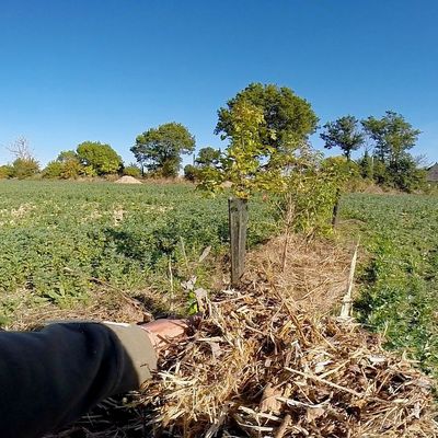 ENTRETIEN AGROFORESTIER