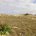 Grue sur la  dune