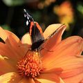 Macrophotos - Papillon sur Dahlia 