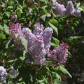 Lilas de Vogüé