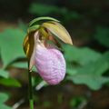 Cypripedium Acule (pink Lady's-slipper)