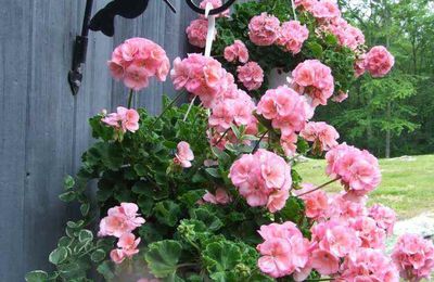 Un super truc pour retenir l'eau dans les corbeilles de fleurs suspendues