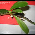 Phalaenopsis 20 - cornu-cervi red x sib