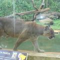 Sabado : Ma première visite au parc écologique de Sao Carlos