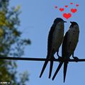  Saint-Valentin, la fête dédiée aux amoureux.