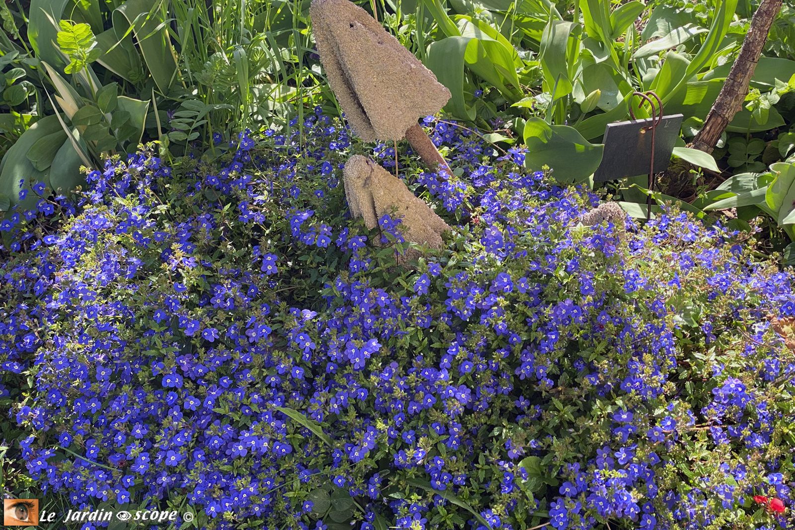 Veronica umbrosa Georgia Blue