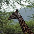 Girafe Masai, Tanzanie