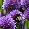 Macrophotographies au Parc Floral Orléans La